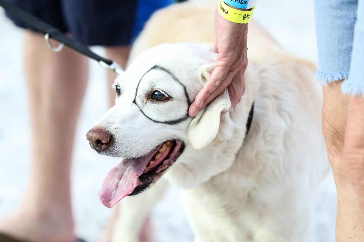 Paddle for Puppies Austin TX